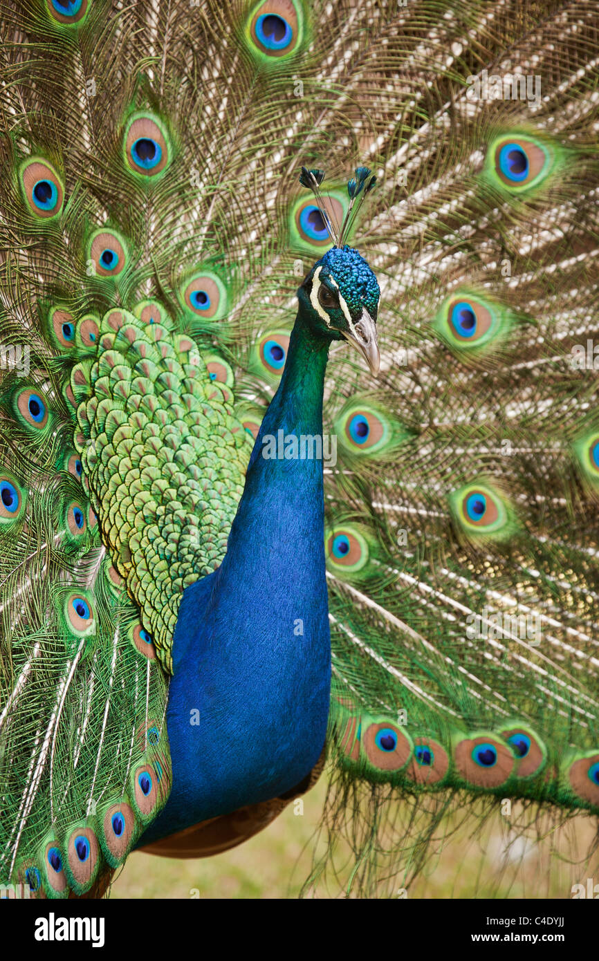 Male peacock performing courtship display Stock Photo Alamy