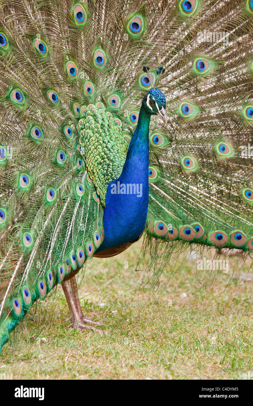 Male peacock courtship display Stock Photo