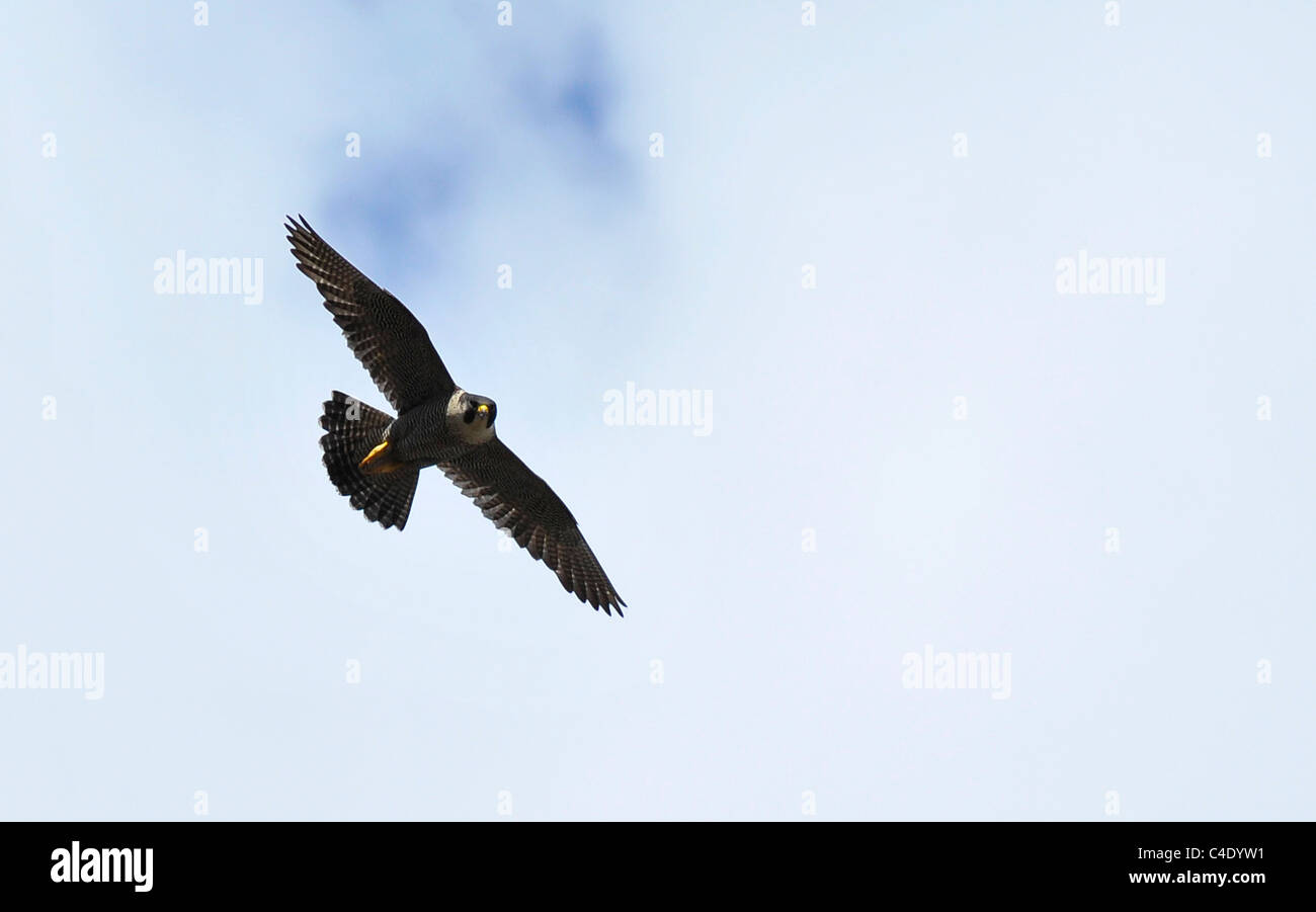Adult Peregrine Falcon in flight Stock Photo