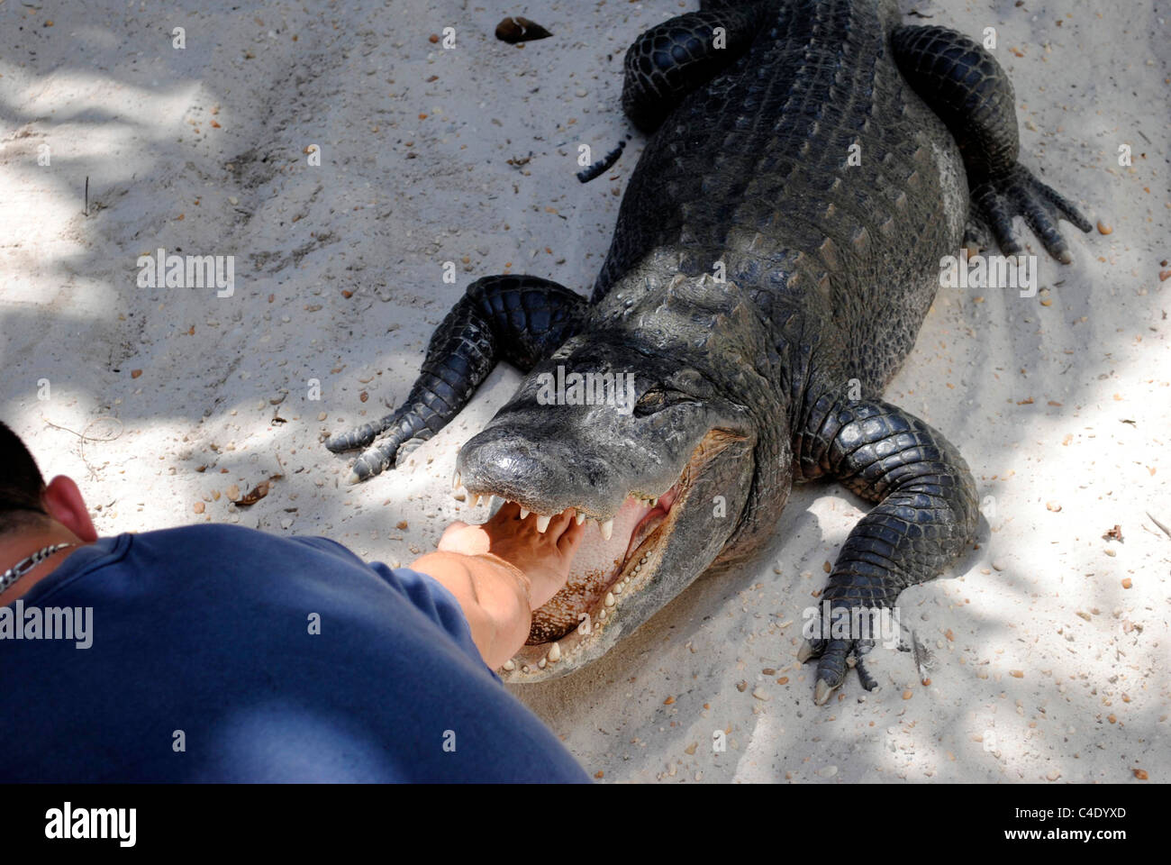 American alligator wrestling in the Everglades National Park Stock