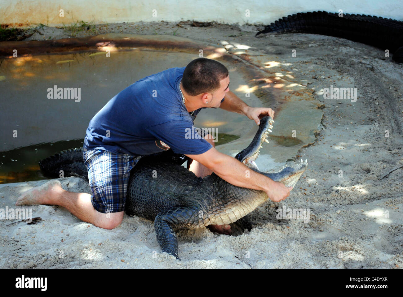 Alligator wrestling hires stock photography and images Alamy