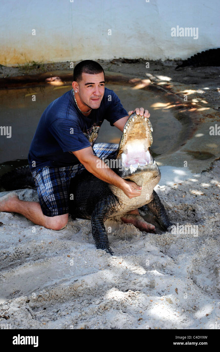 American alligator wrestling in the Everglades National Park Stock