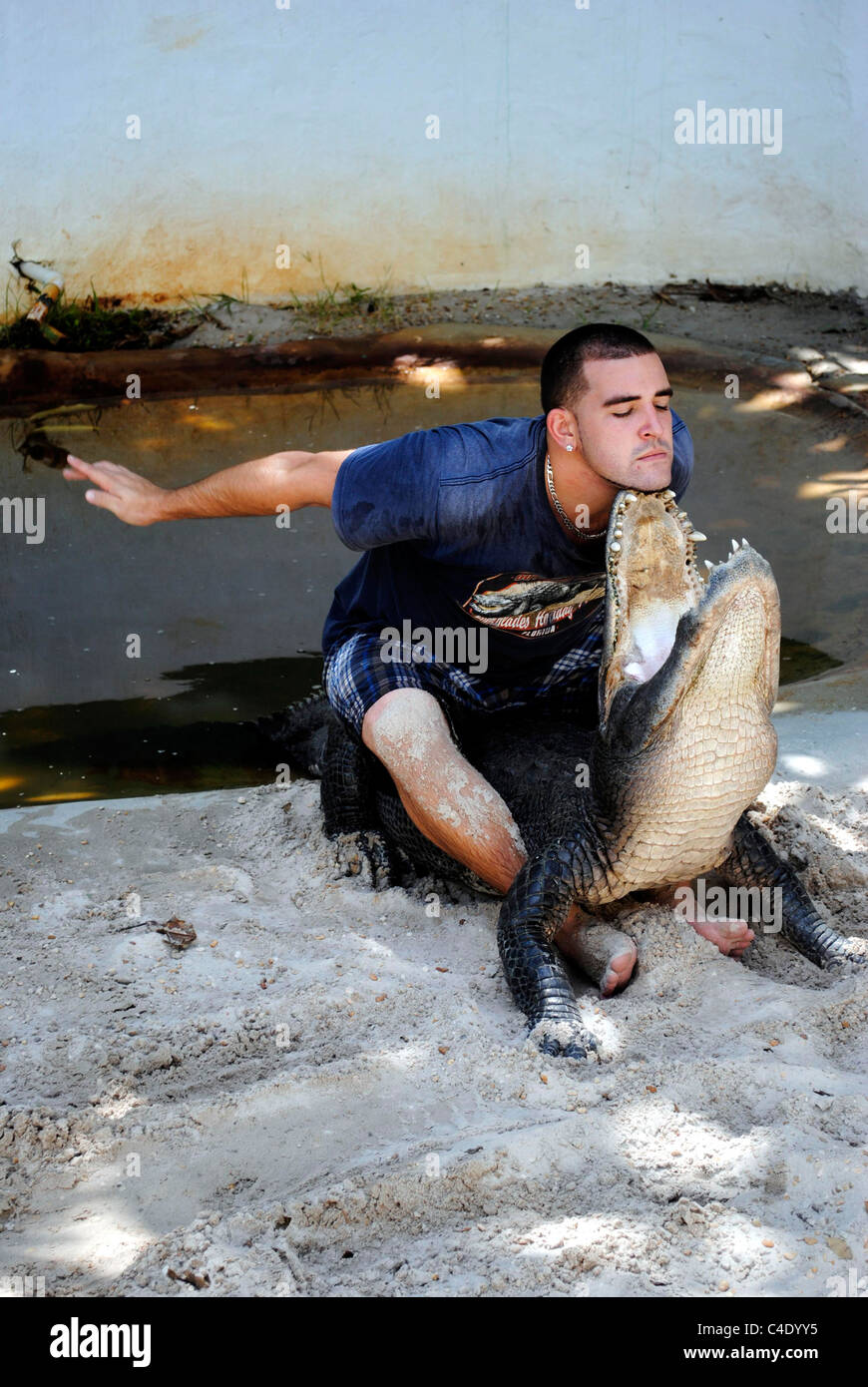 American alligator wrestling in the Everglades National Park Stock