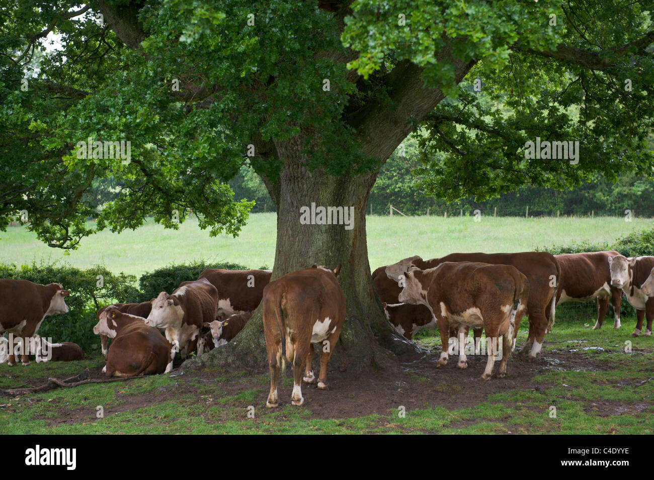 Herefordshire beef cattle shelter under oak tree during heavy rain at