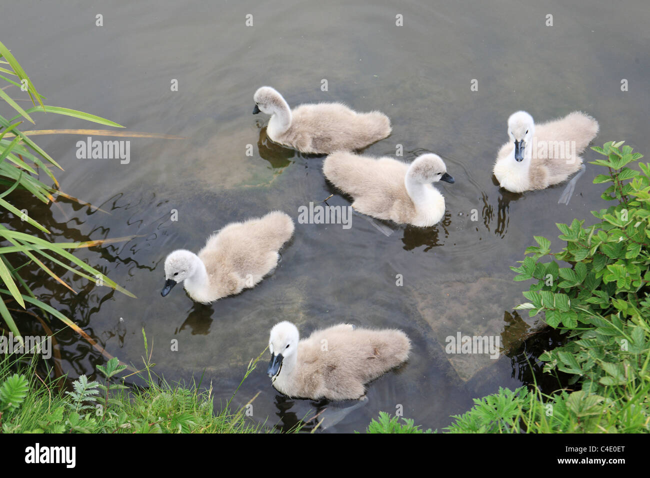 A group of young swans or cygnets seen on the Leeds and Liverpool canal near to Skipton, Yorkshire, England, UK Stock Photo