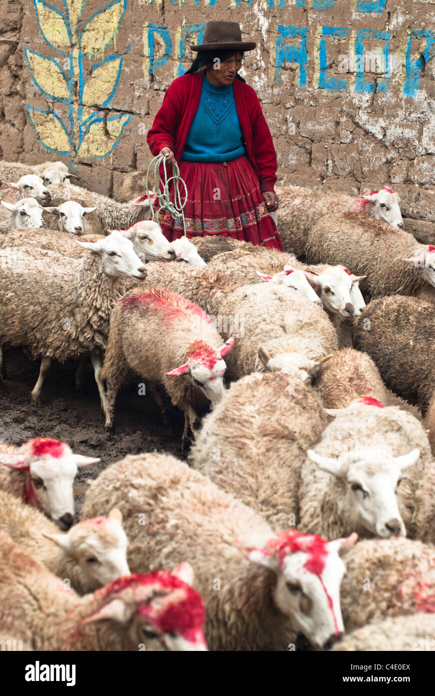 Peasant woman in traditional dress herding sheep branded with red dye through a village in the Andes Stock Photo