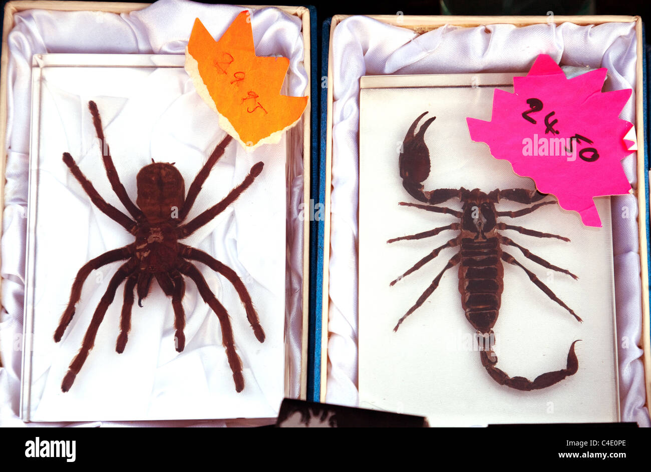 Dead Spider Stock Photos Dead Spider Stock Images Alamy