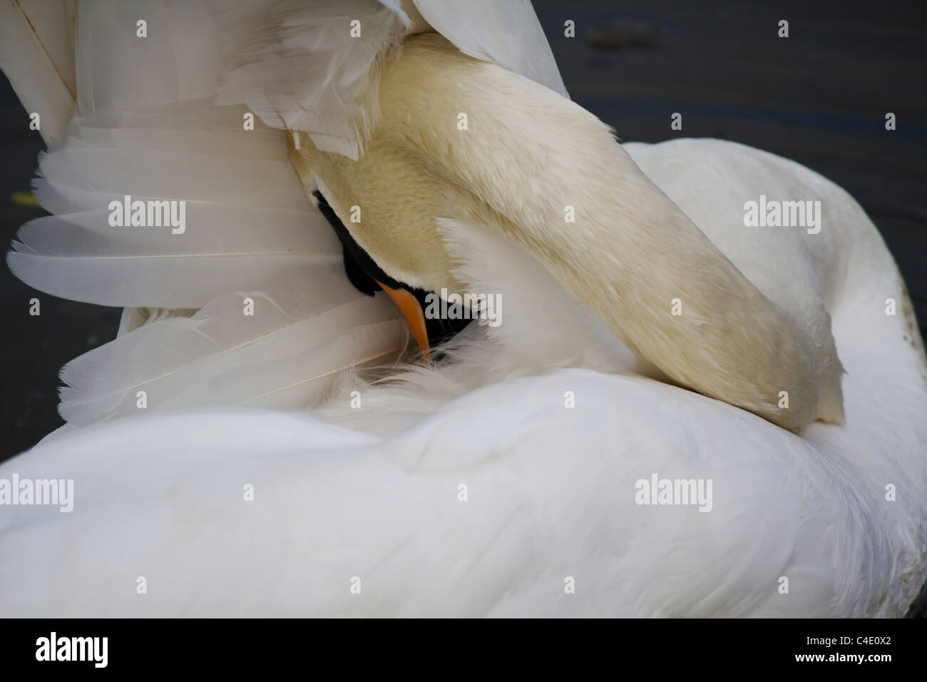 it must be a massive job keeping so nice and white for an active swan ...