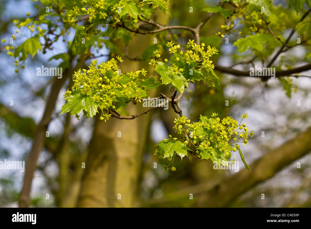 Spring and the lovely maple tree is coming into bloom Stock Photo Alamy