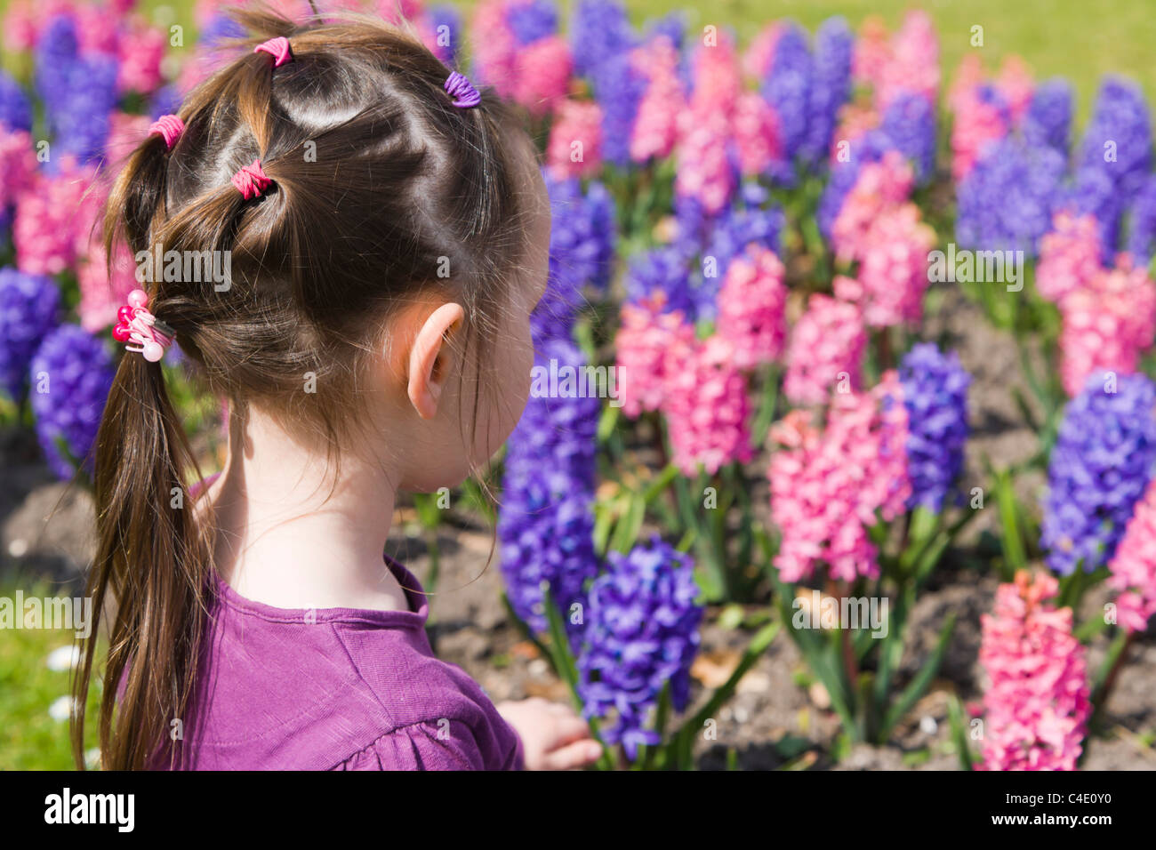 Four years old girl looking at the flowerbed of hyacinths Stock Photo