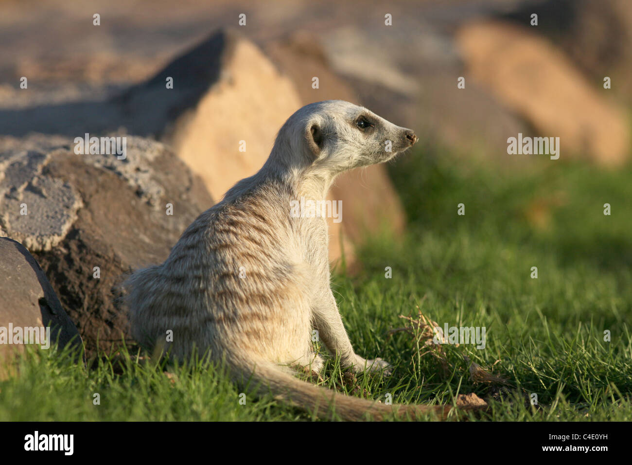 meerkat or suricate (Suricata suricatta), Namibia Stock Photo