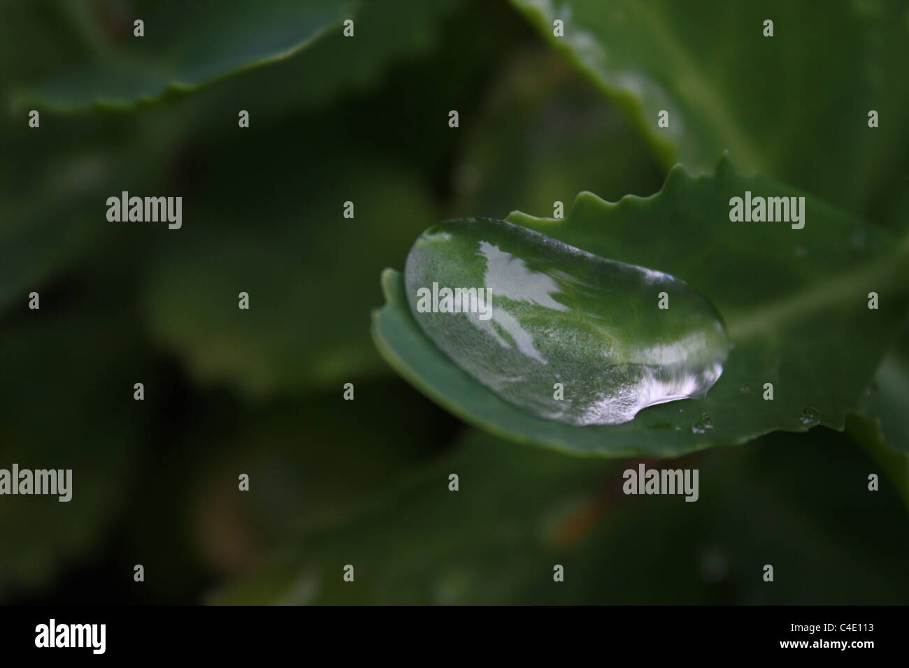 Water droplet on a leaf Stock Photo - Alamy