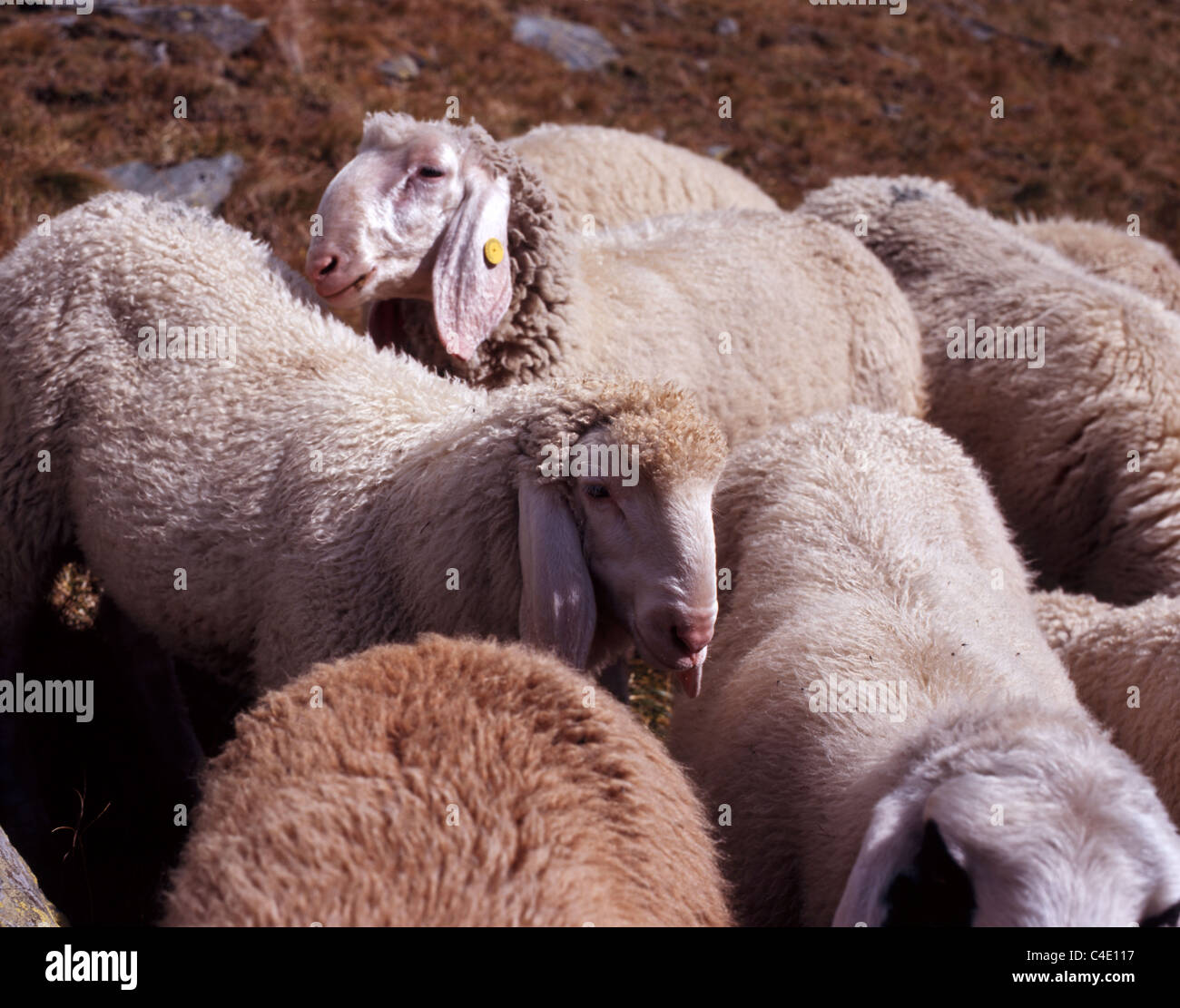 A flock of sheep grazing on an alpine pasture / mountainside of Val di ...