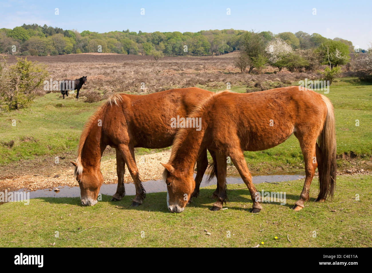 Stream Ponies New Forest ponies near stream, Fritham, Hampshire Stock Photo - Alamy