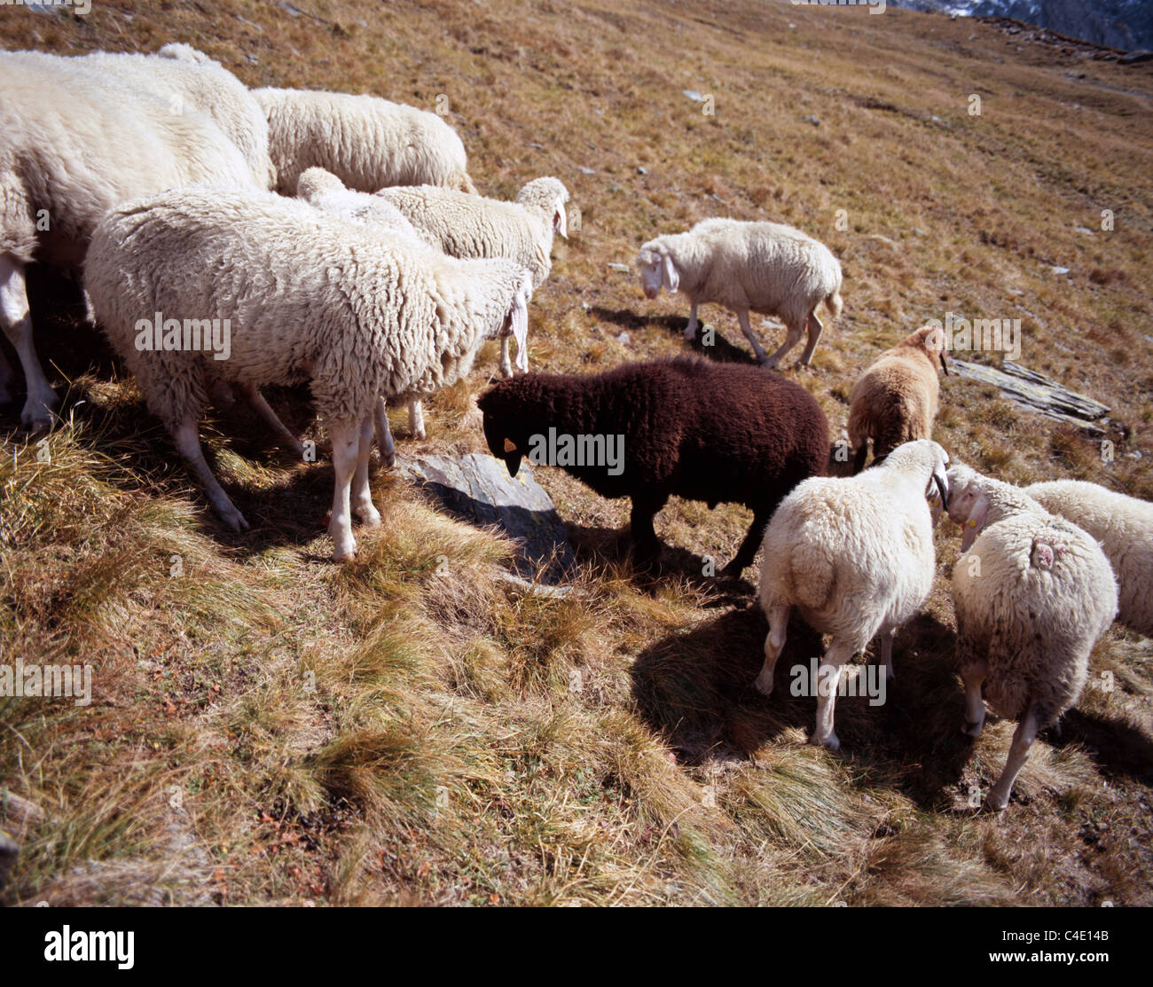 A flock of sheep grazing on an alpine pasture / mountainside of Val di ...