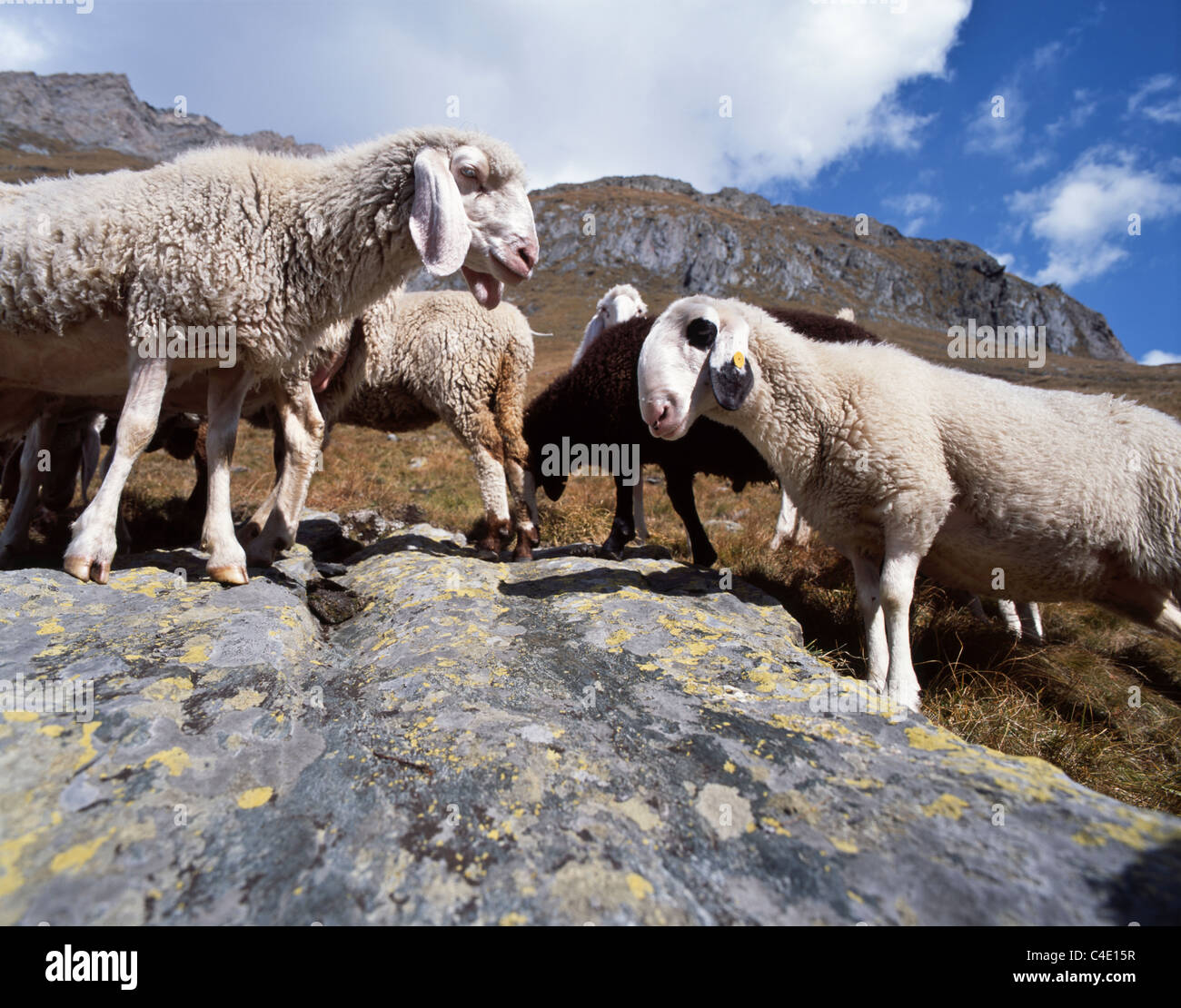 A flock of sheep grazing on an alpine pasture / mountainside of Val di ...