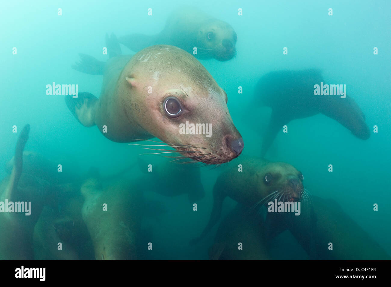 Steller's sea lion, or Steller sea lion, or northern sea lion, Eumetopias jubatus, Columbia Bay, Alaska ( Prince William Sound ) Stock Photo
