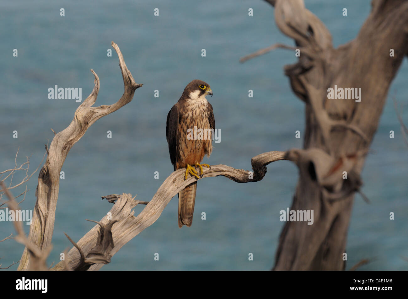 Eleonora's falcon, rare bird of prey on a perch in the coast of Sardinia, Italy, Europe Stock Photo