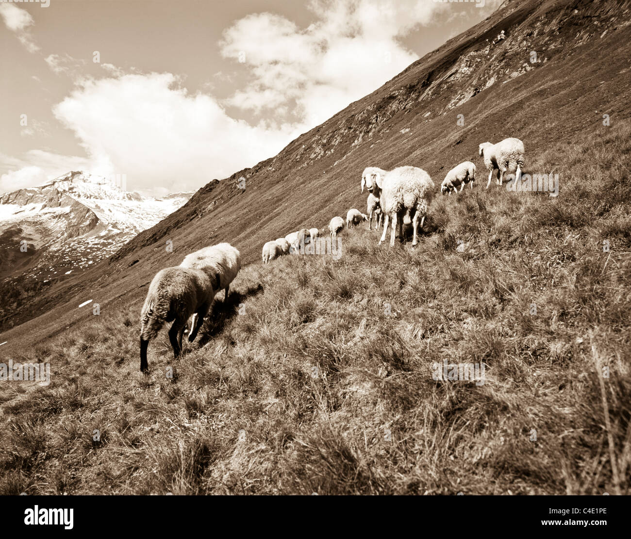A flock of sheep grazing on an alpine pasture / mountainside of Val di ...