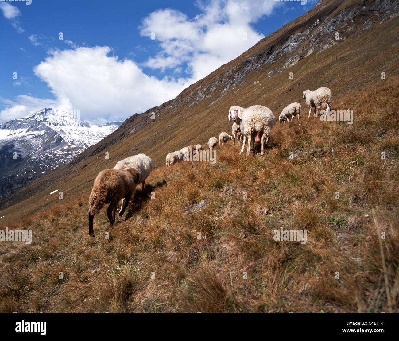 A flock of sheep grazing on an alpine pasture / mountainside of Val di ...