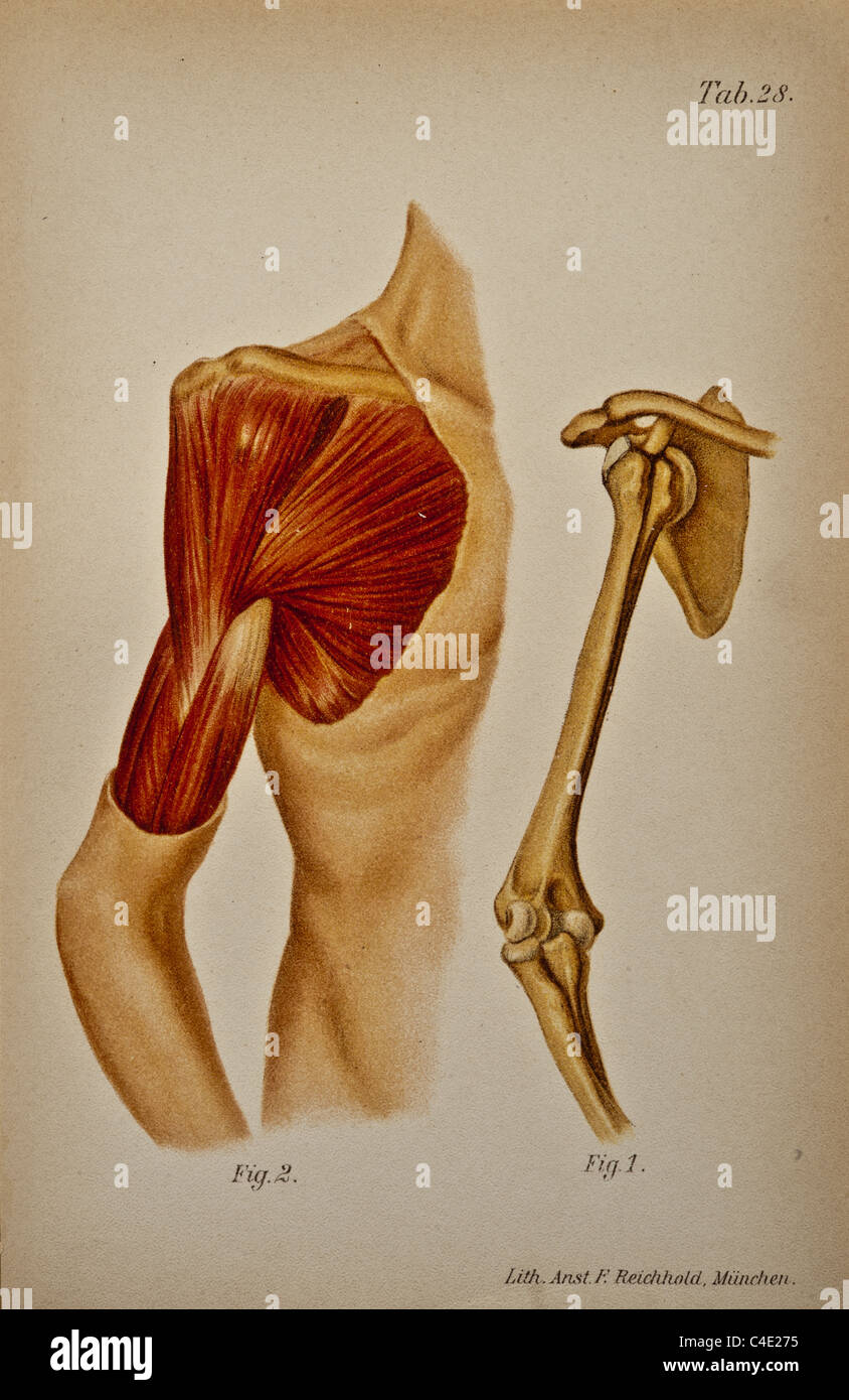 Illustration of the Human Shoulder copyright 1902 Stock Photo