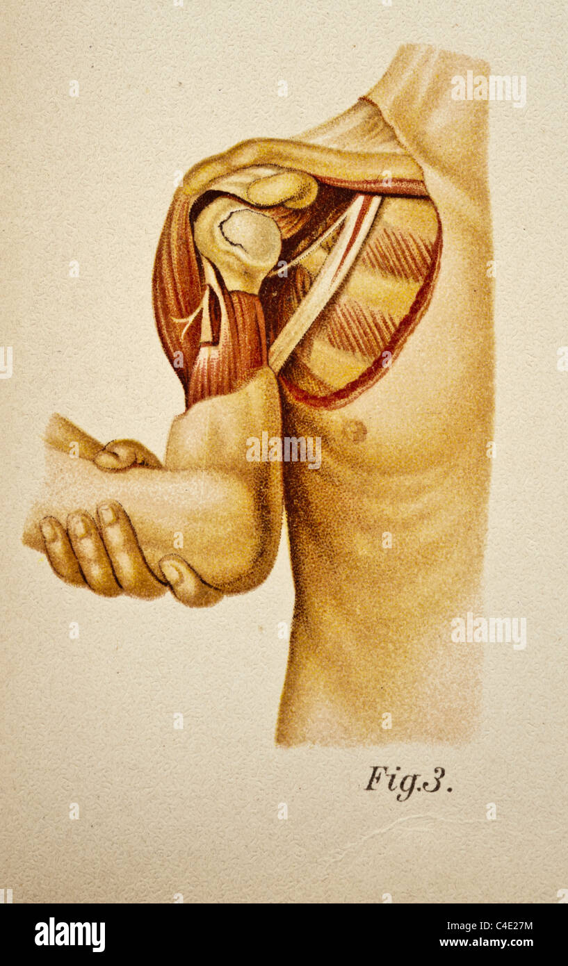 Illustration of the Human Shoulder copyright 1902 Stock Photo