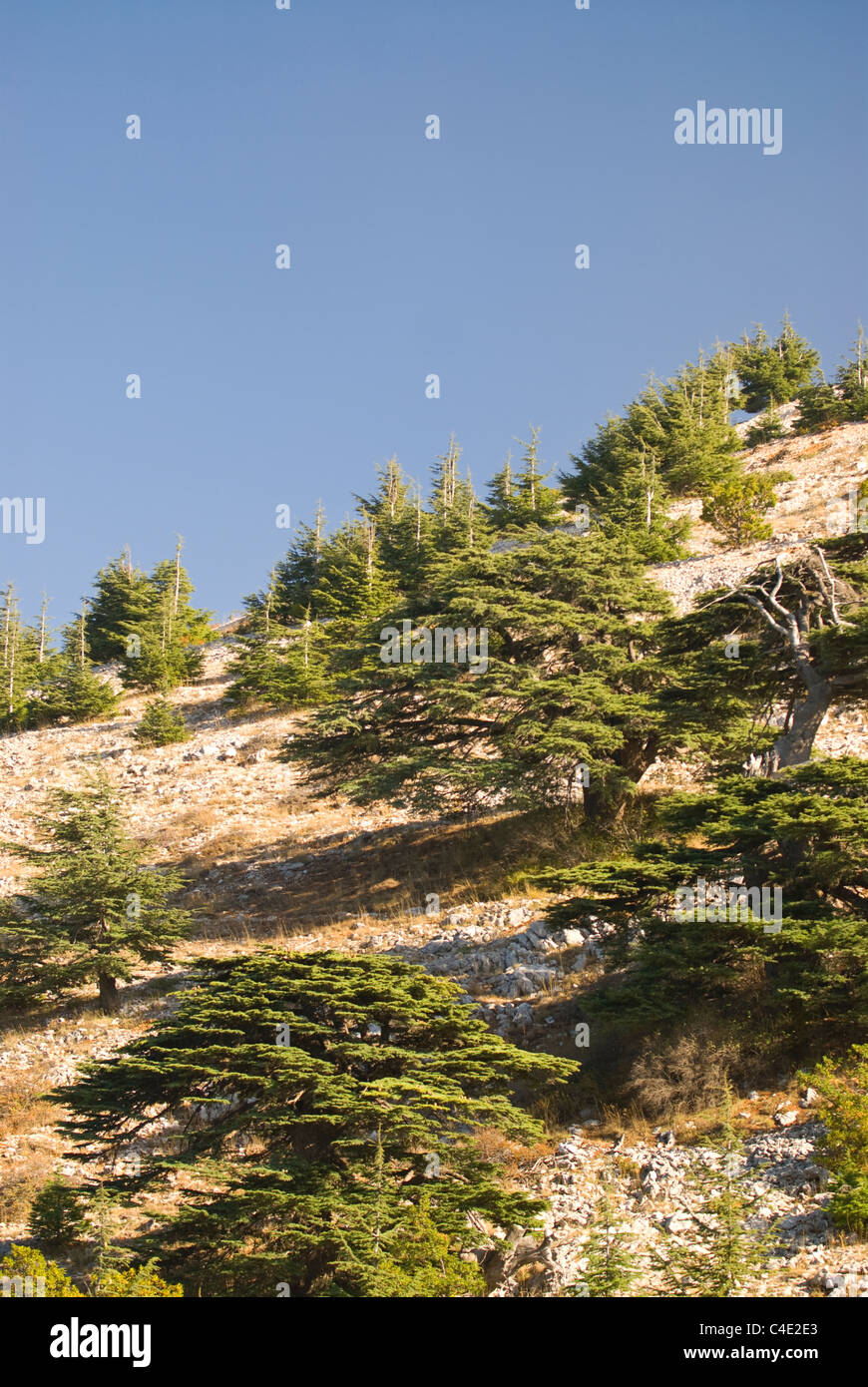 Cedar trees (Cedrus libani),Shouf Biospher reserve, Chouf Mountains, Lebanon. Stock Photo