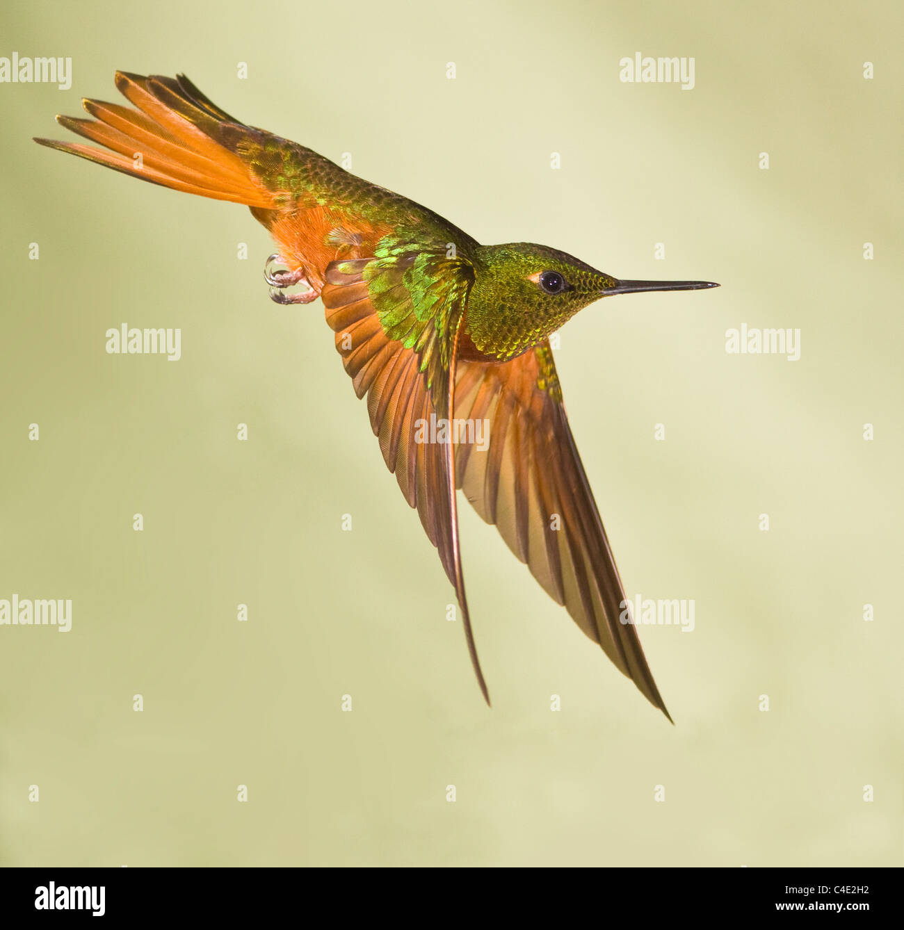 Colibrí rojo hi-res stock photography and images - Alamy