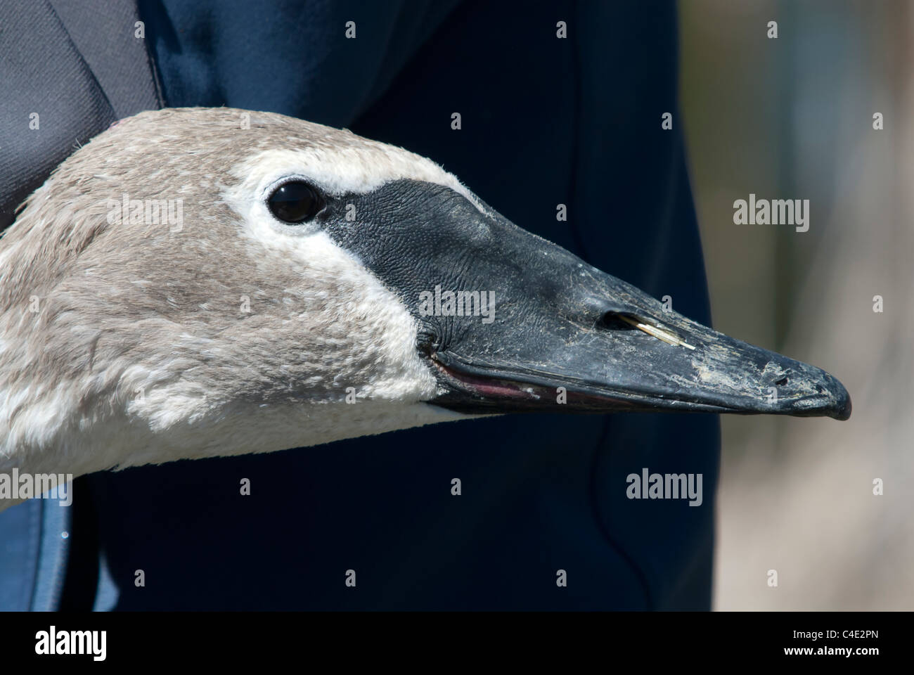 A banded Trumpeter Swan, part of the Swan Restoration Project in western Montana, waits to be released near Ovando Montana. Stock Photo