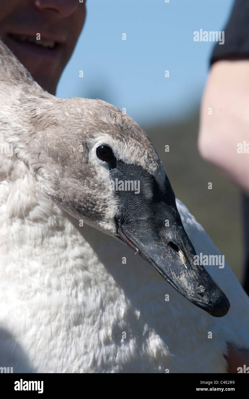 A banded Trumpeter Swan, part of the Swan Restoration Project in western Montana, waits to be released near Ovando Montana. Stock Photo