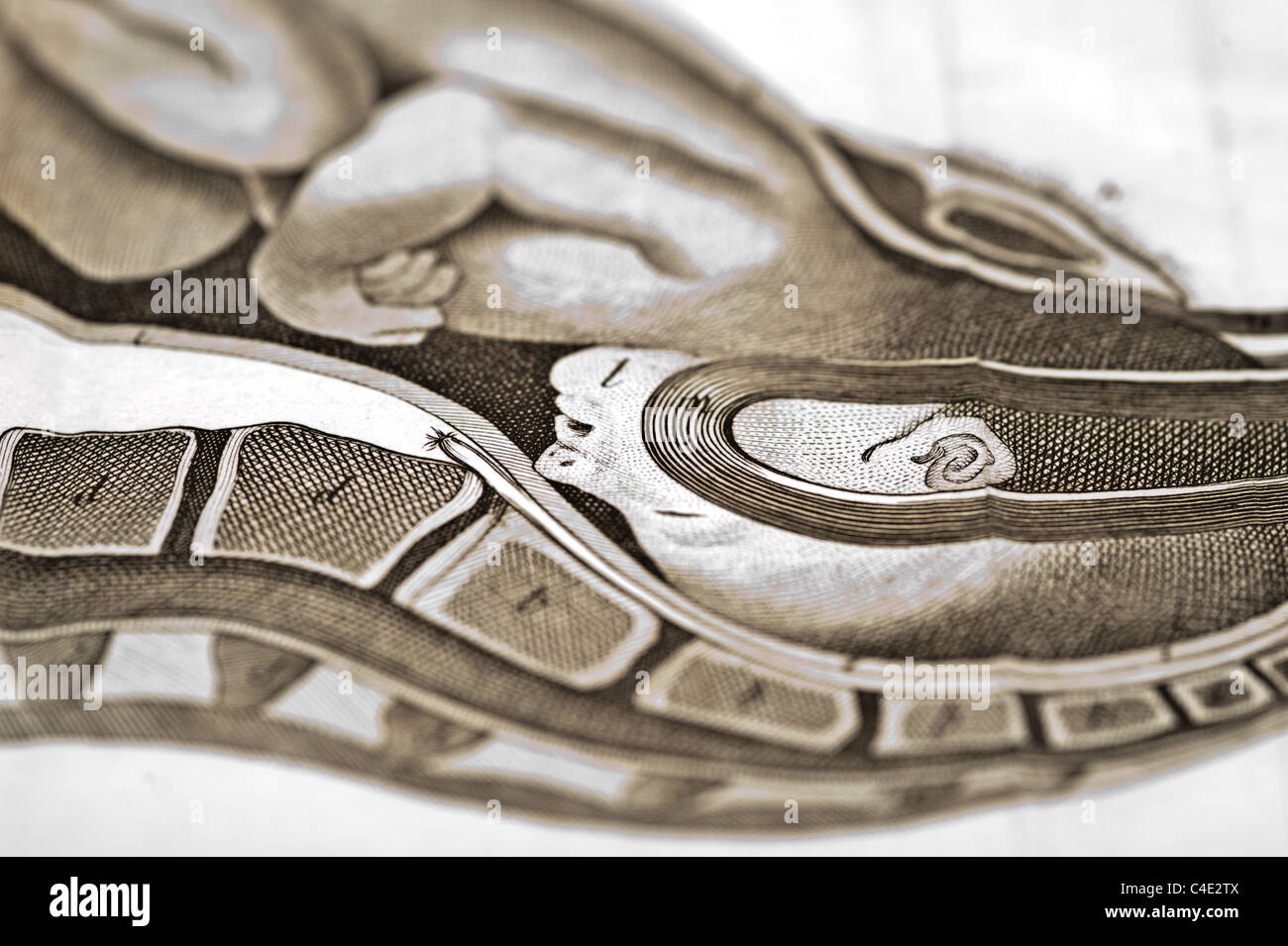 Birth canal illustration hi-res stock photography and images - Alamy