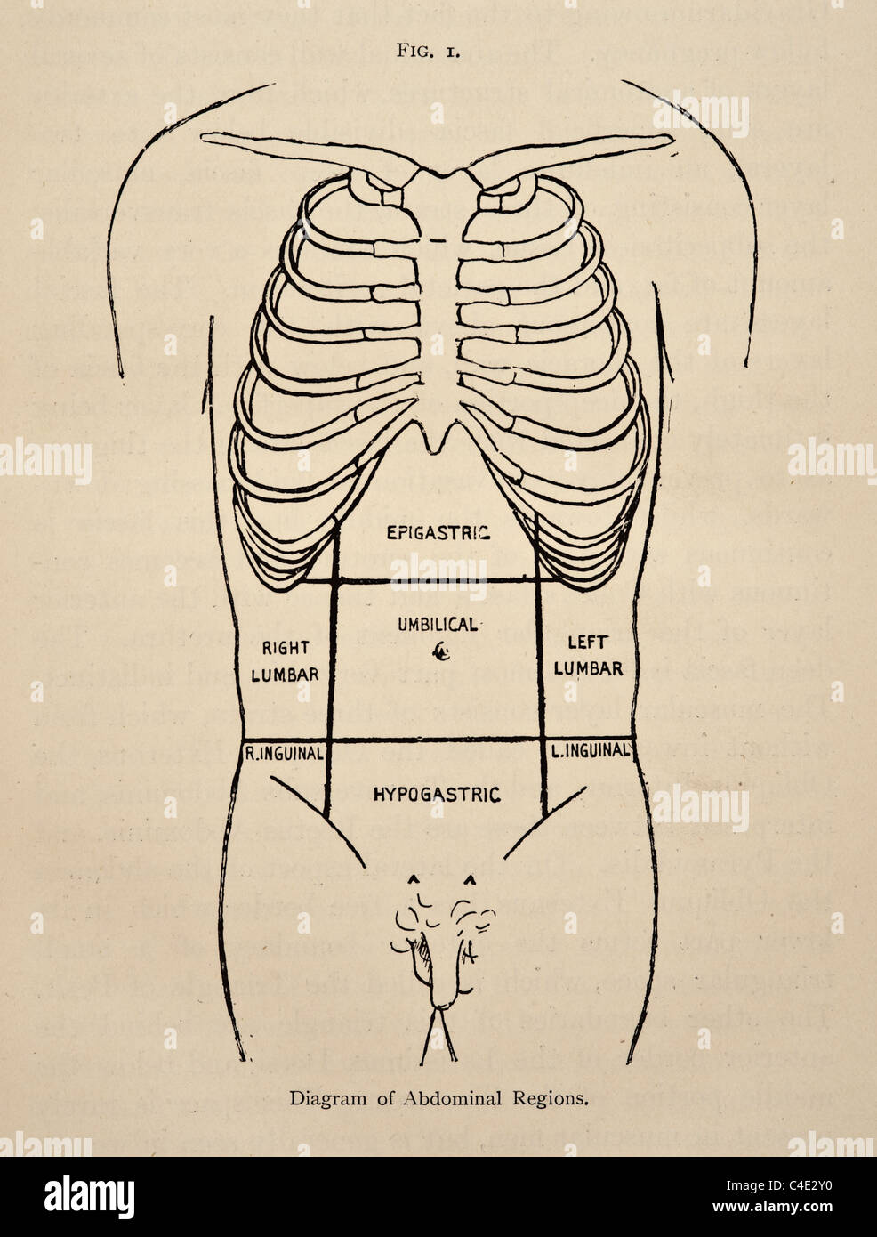 Abdominal Quadrants Blank