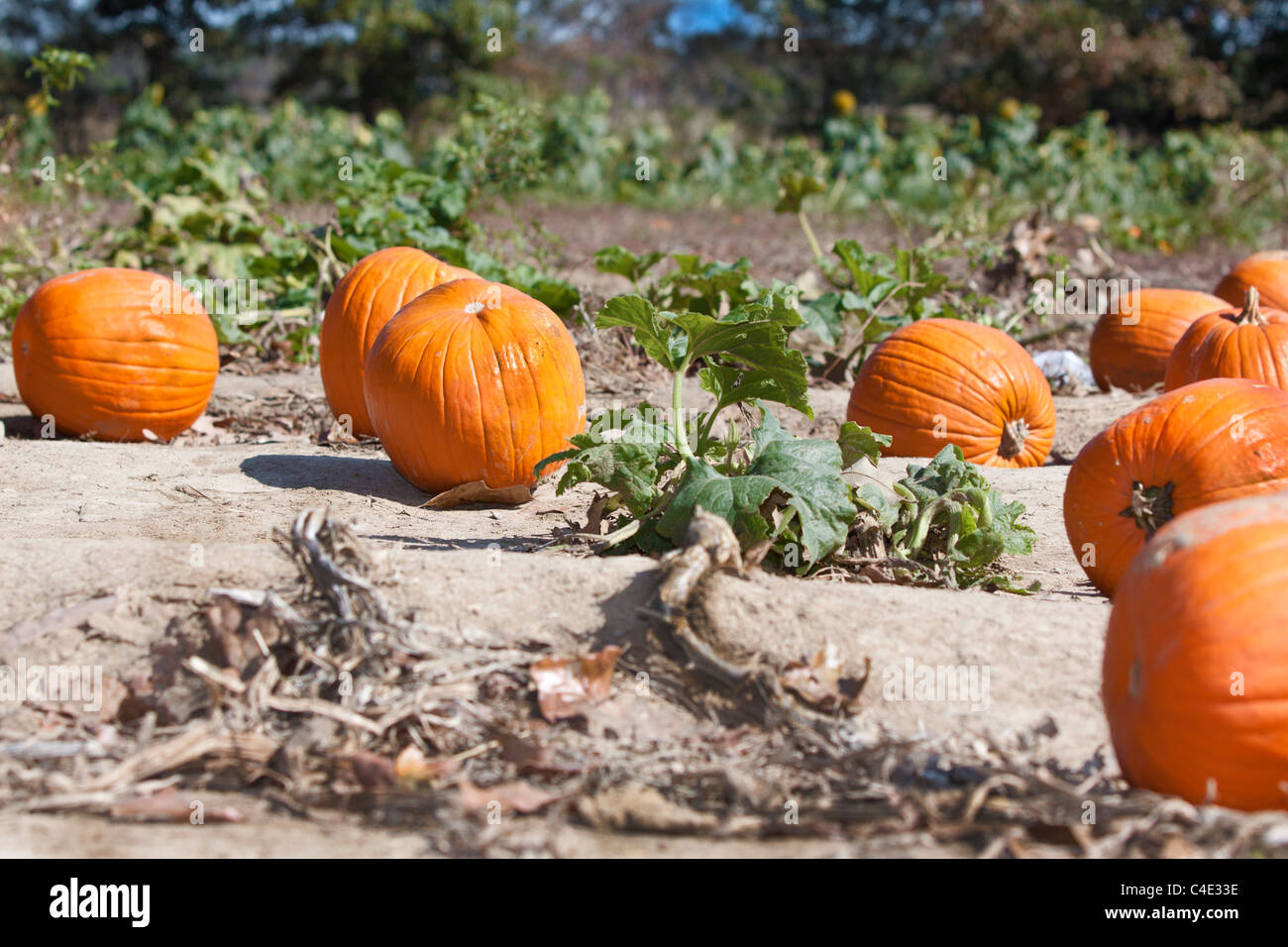 Field ripe pumpkins growing hi-res stock photography and images - Alamy