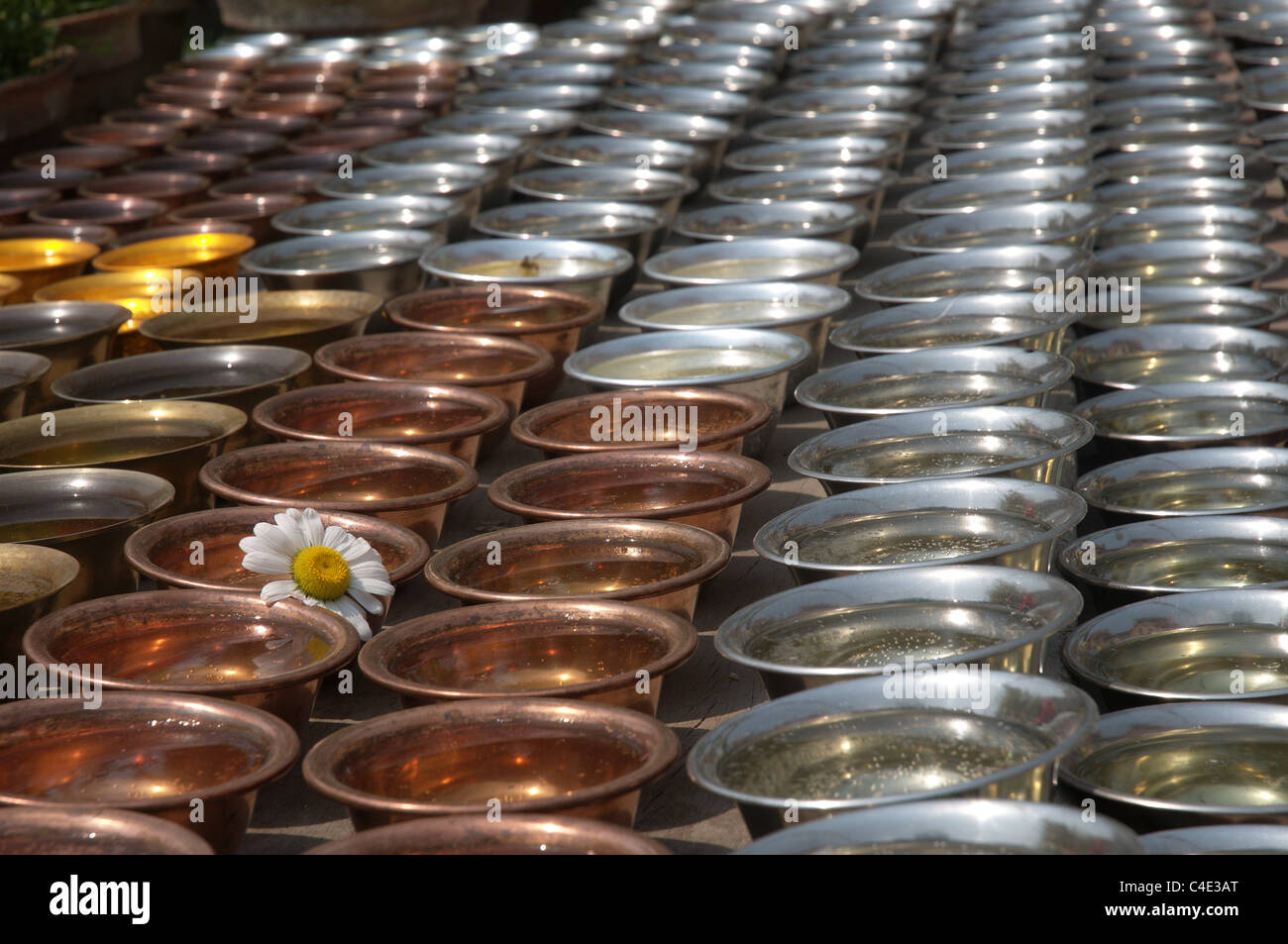 Rows of oil candles in a monastery in Nepal Stock Photo Alamy