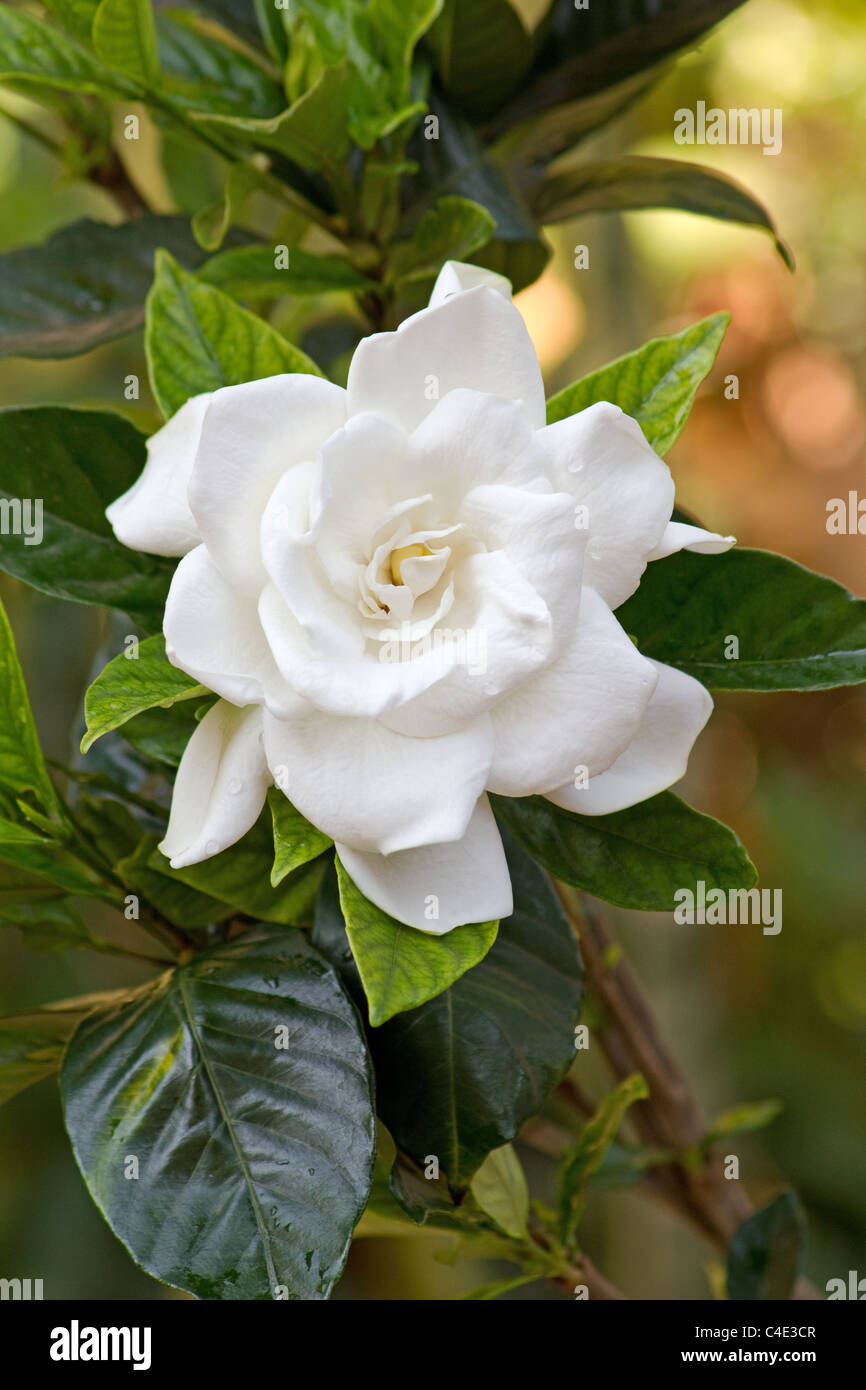 Gardenia Jasminoides Stock Photos Gardenia Jasminoides Stock