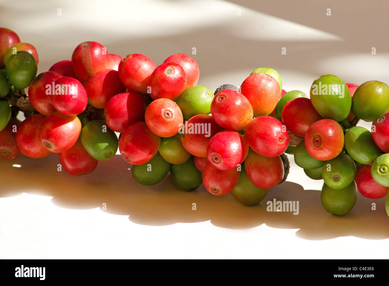 Coffee berries closeup Stock Photo Alamy