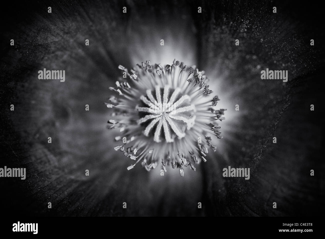 Black and white poppies hi-res stock photography and images - Alamy