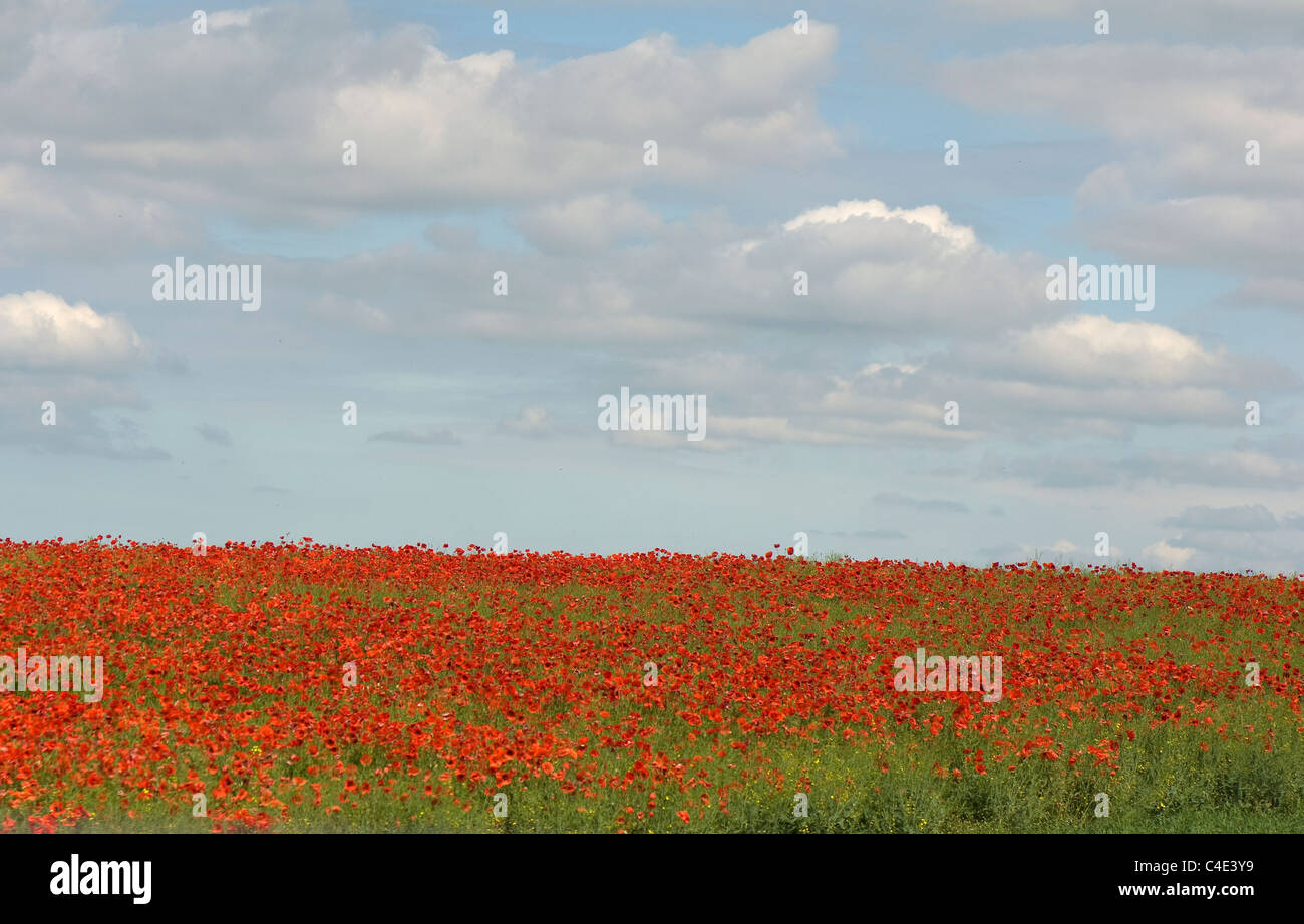 Oriental poppies plant hi-res stock photography and images - Alamy