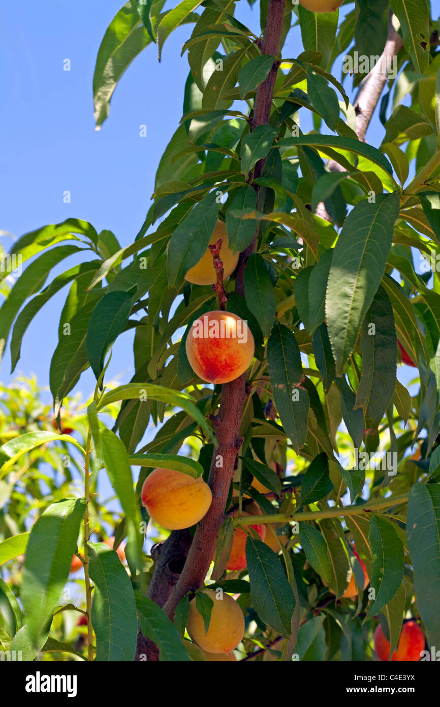 Peach orchard in early summer Stock Photo - Alamy