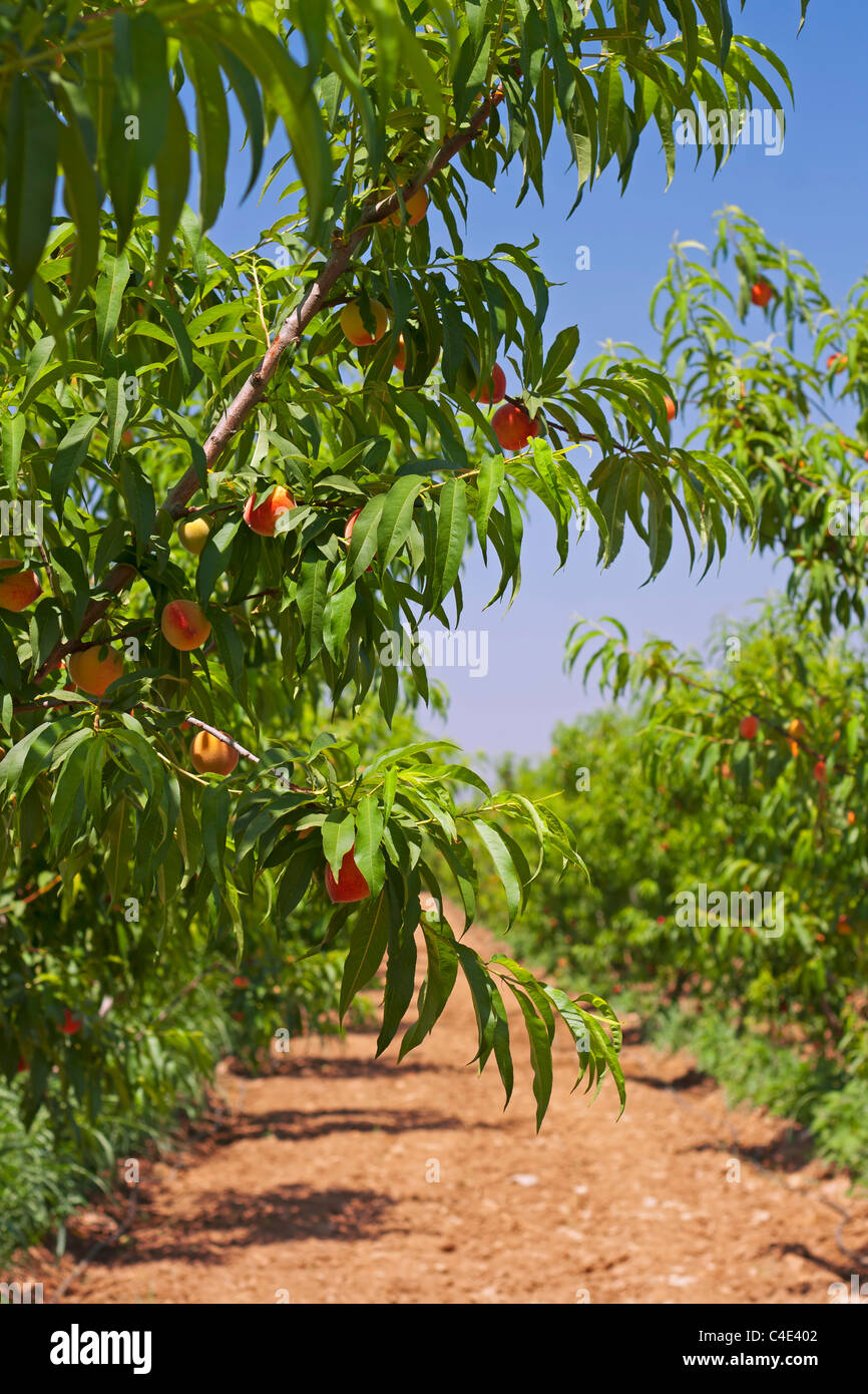 Peach orchard in early summer Stock Photo Alamy