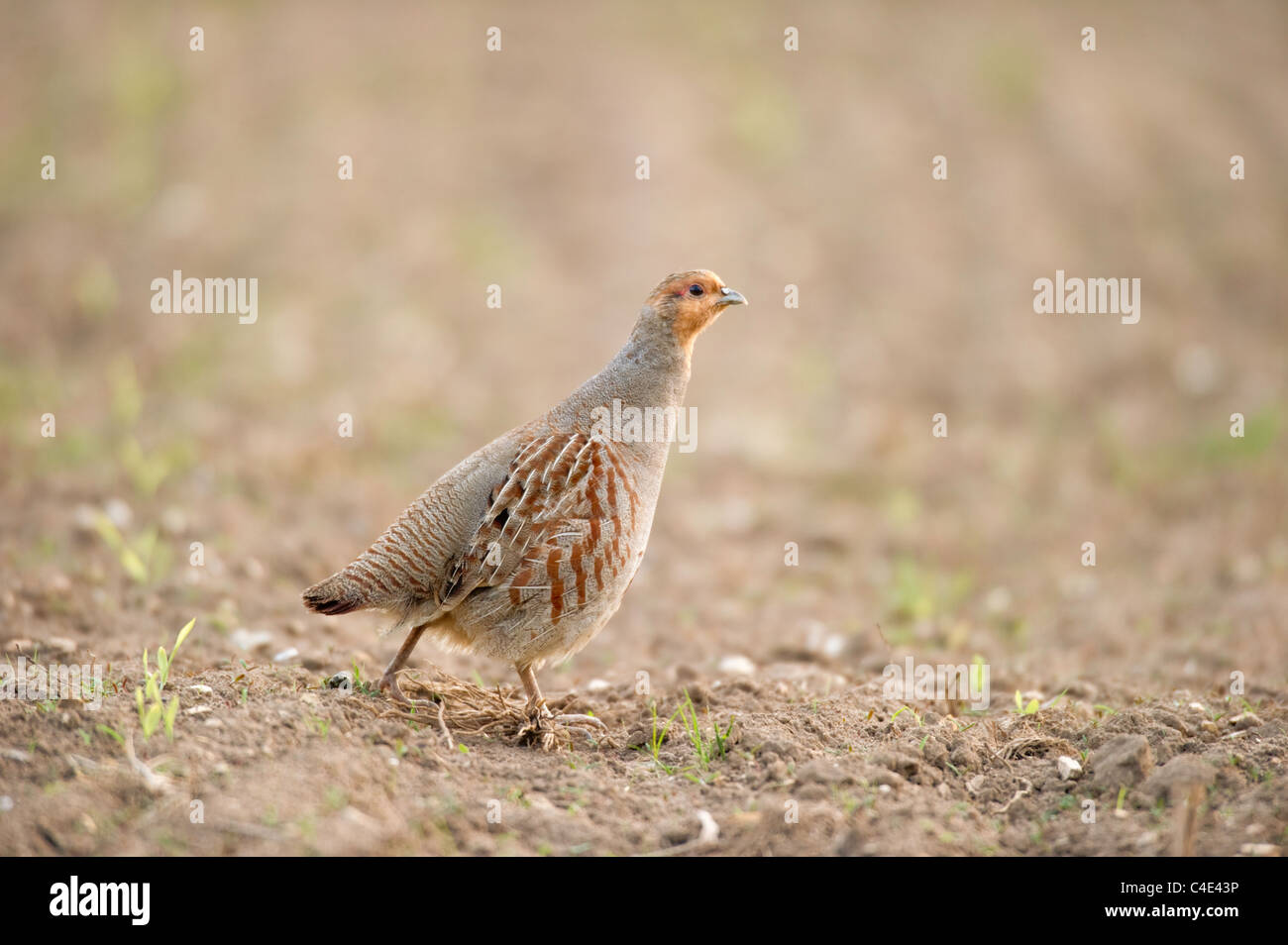 Partridge bird hires stock photography and images Alamy
