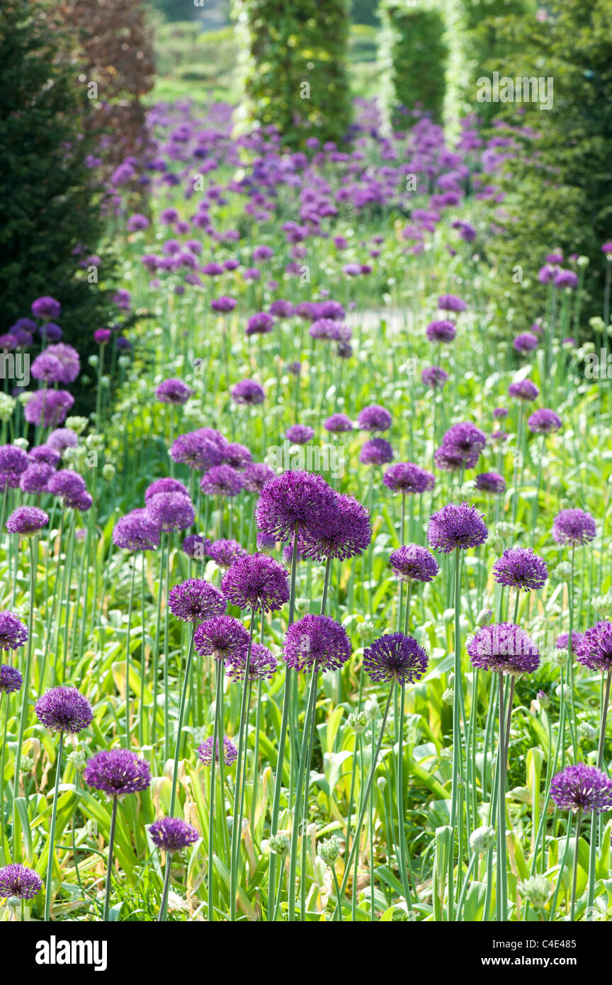Allium hollandicum 'Purple Sensation'. Ornamental Onion flowers at RHS Wisley gardens, England Stock Photo