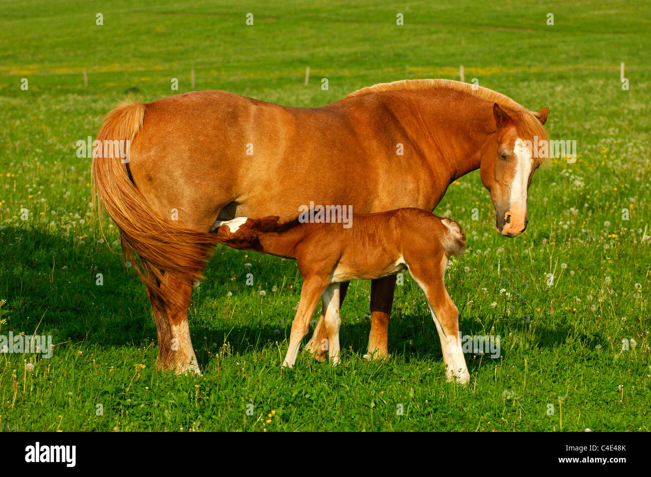 Hanoverian mare with suckling foal in a paddock Stock Photo