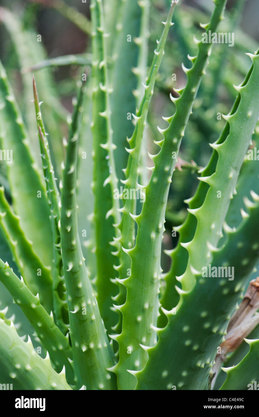 Aloe x spinosissima. Spider Aloe plant Stock Photo