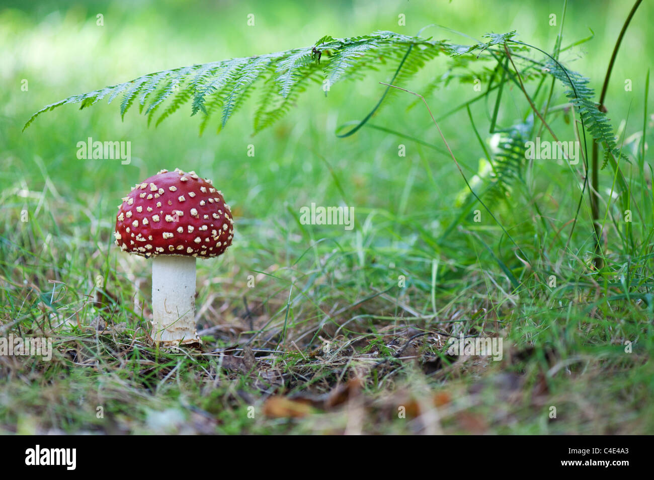 Amanita muscaria, Fly agaric mushroom growing in an english woodland. Stock Photo