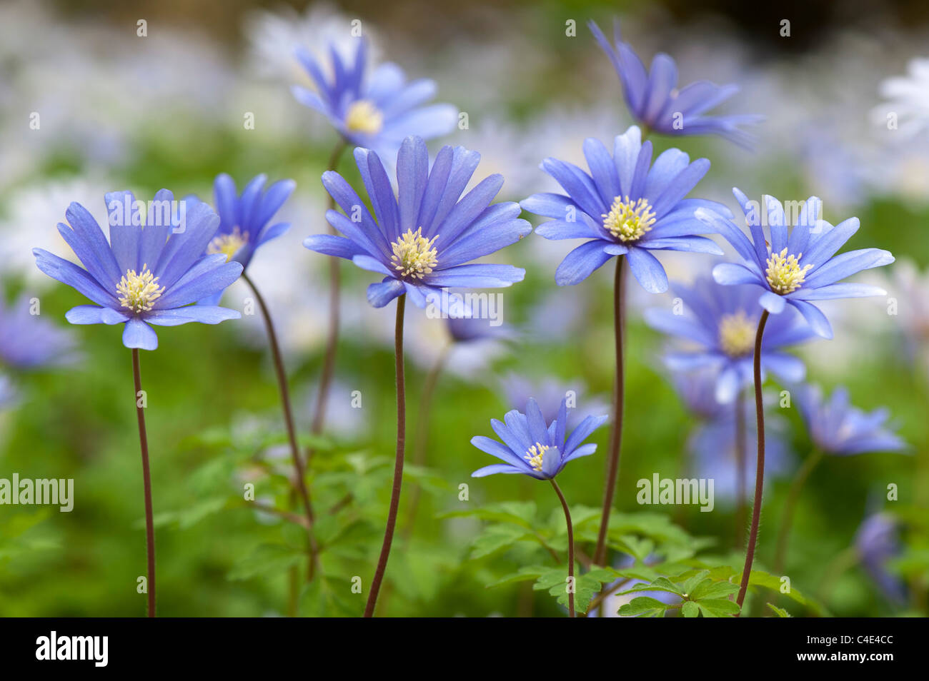 Anemone blanda flowers hires stock photography and images Alamy