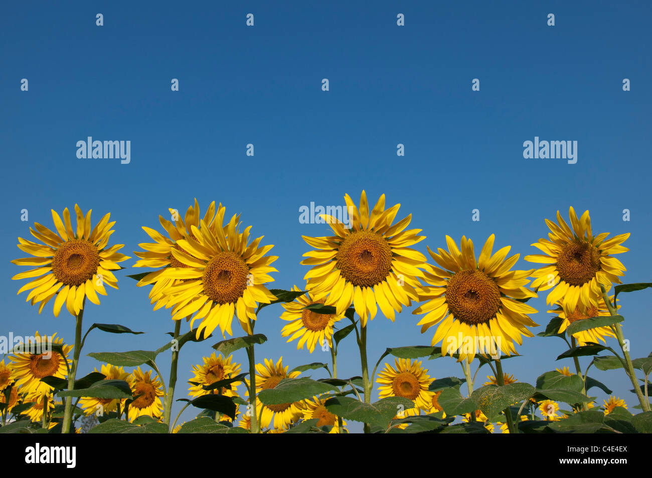India's Sunflowers