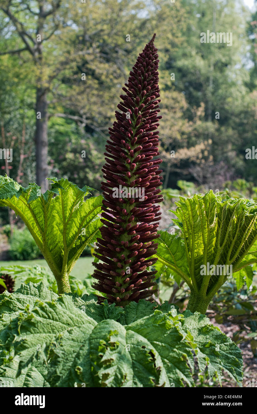 Gunnera Tinctoria, Giant rhubarb flower spike in spring at RHS Wisley Gardens. Surrey, UK Stock Photo