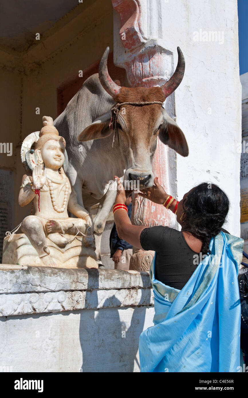 Indian woman worshiping a sacred cow. Pushkar. Rajasthan. India Stock Photo