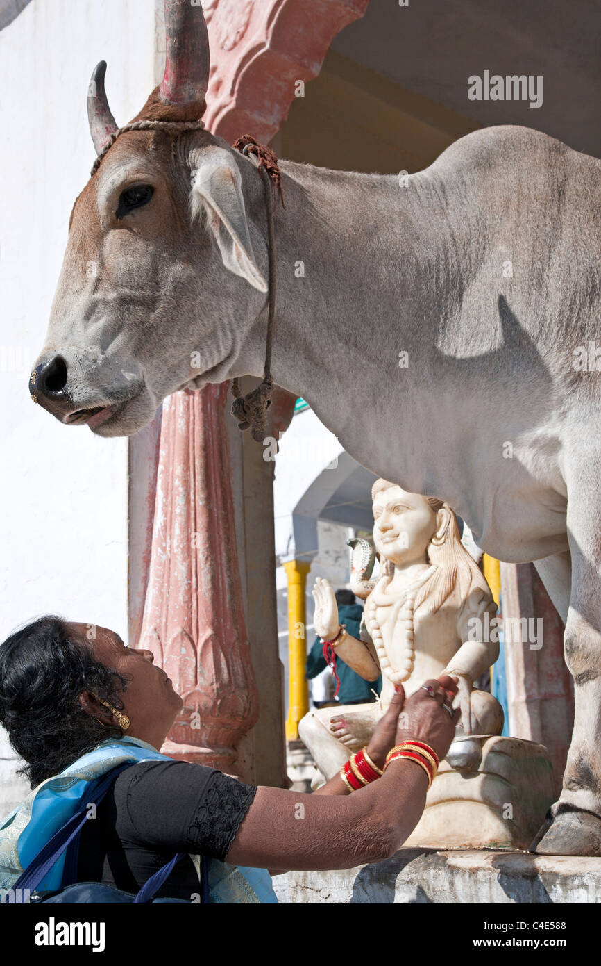 Indian woman worshiping a sacred cow. Pushkar. Rajasthan. India Stock Photo